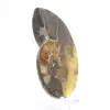 Ammonites naturales de Madagascar - Pieza de exhibición - 3