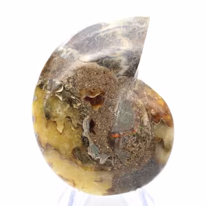 Ammonites naturales de Madagascar - Pieza de exhibición