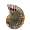 Ammonites de Madagascar: Muestra mineralógica - 0