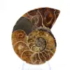 Ammonites de Madagascar: Muestra mineralógica - 1