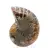 Ammonites de Madagascar: Muestra mineralógica