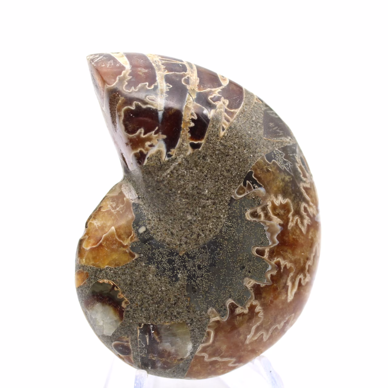 Ammonites de Madagascar: Muestra mineralógica