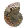 Auténtico amonites fosilizados: acabado artesanal. - 0