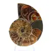 Auténtico amonites fosilizados: acabado artesanal. - 1