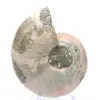 Ammonites pulidos de Mahajanga: tesoros paleontológicos - 0