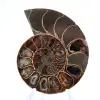 Ammonites pulidos de Mahajanga: tesoros paleontológicos - 1