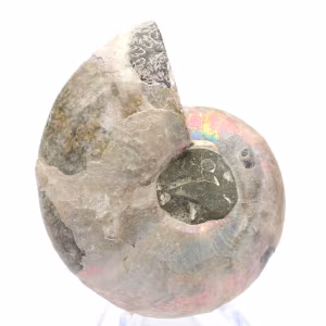 Ammonites pulidos de Mahajanga: tesoros paleontológicos