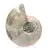 Ammonites pulidos de Mahajanga: tesoros paleontológicos