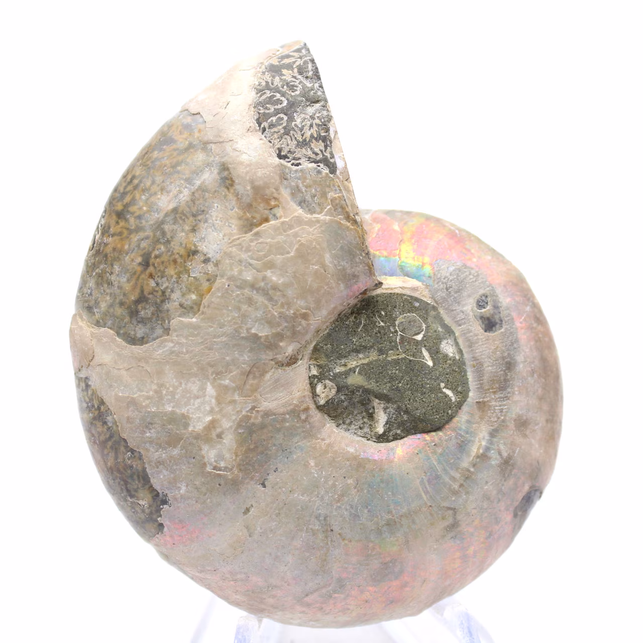 Ammonites pulidos de Mahajanga: tesoros paleontológicos