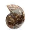 Ammonites pulidos: Geometría marina de Madagascar - 2