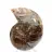 Amonites pequeños de Madagascar: Pureza mineral