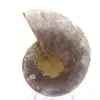 Ammonites de colección: equilibrio y autenticidad - 0