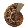 Ammonites de colección: equilibrio y autenticidad - 1