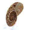 Ammonites de colección: equilibrio y autenticidad - 2