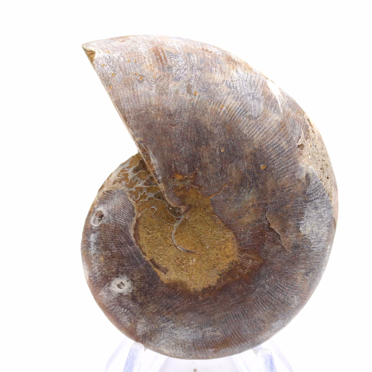 Ammonites de colección: equilibrio y autenticidad