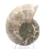 Ammonites de Madagascar: Resistencia y estabilidad - 0