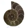 Ammonites de Madagascar: Resistencia y estabilidad - 1