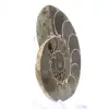 Ammonites de Madagascar: Resistencia y estabilidad - 2