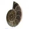 Ammonites de Madagascar: Resistencia y estabilidad - 3