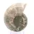 Ammonites de Madagascar: Resistencia y estabilidad