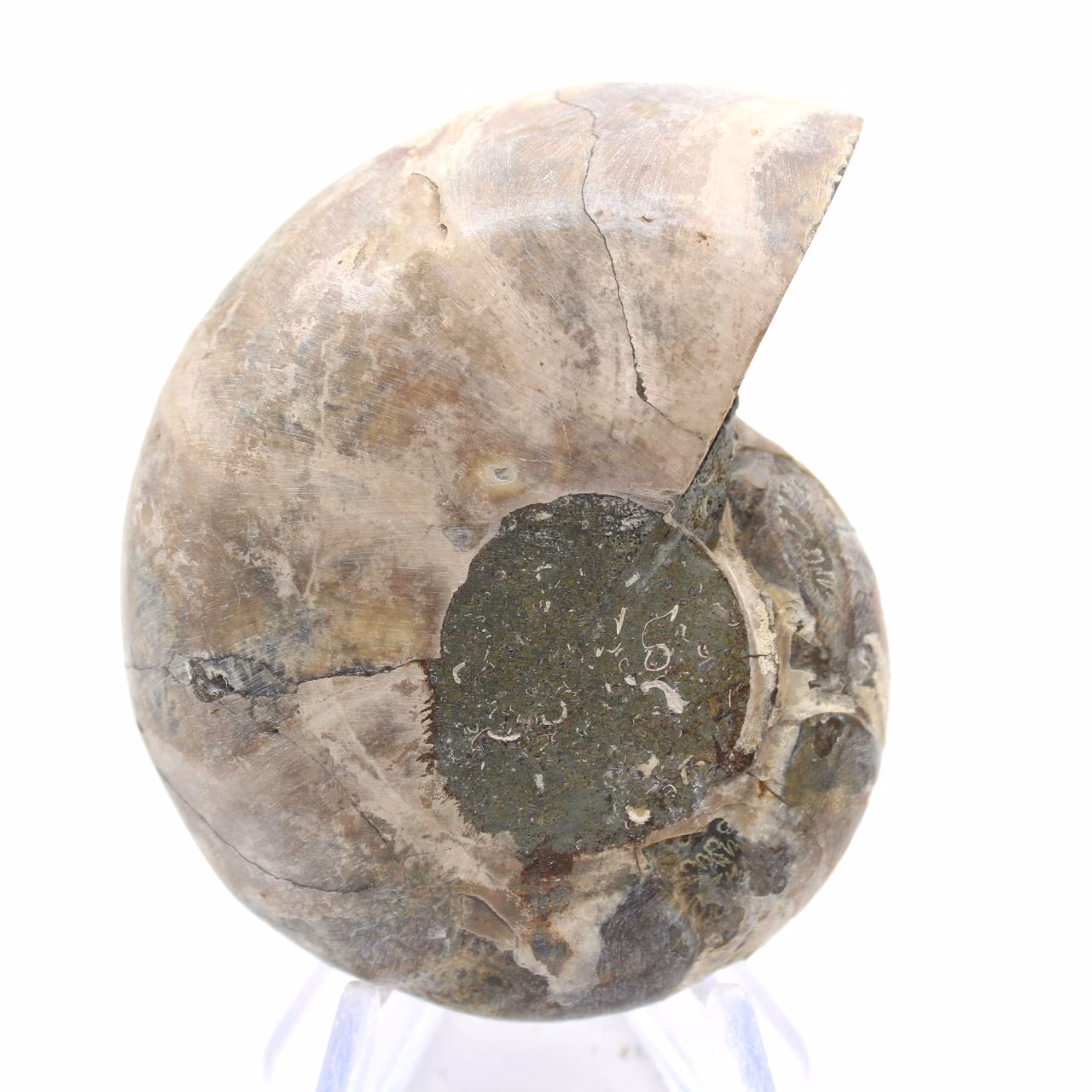 Ammonites de Madagascar: Resistencia y estabilidad
