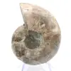 Cefalópodo fosilizado: amonites de doble cara - 0