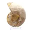 Ammonites claros de Madagascar: Delicadeza y detalles - 0