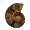 Ammonites claros de Madagascar: Delicadeza y detalles - 1