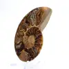 Ammonites claros de Madagascar: Delicadeza y detalles - 2