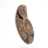 Ammonites claros de Madagascar: Delicadeza y detalles - 3