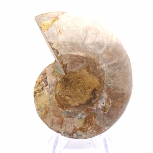Ammonites claros de Madagascar: Delicadeza y detalles