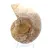 Ammonites claros de Madagascar: Delicadeza y detalles