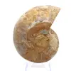 Amonita de Mahajanga: armonía mineral - 0
