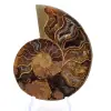Amonita de Mahajanga: armonía mineral - 1