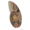 Amonita de Mahajanga: armonía mineral - 2