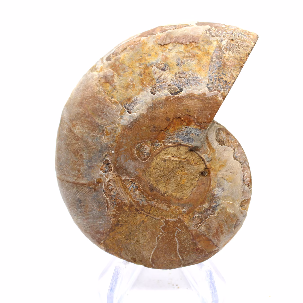 Amonita de Mahajanga: armonía mineral