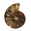 Fósil de amonites pulido: elegancia e historia - 1