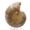 Ejemplar de amonites: La espiral de Madagascar - 0