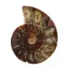Ejemplar de amonites: La espiral de Madagascar - 1