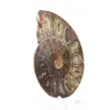 Ejemplar de amonites: La espiral de Madagascar - 2