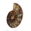 Ejemplar de amonites: La espiral de Madagascar - 3