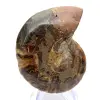 Ammonites de Mahajanga: Dualidad y tradición - 0
