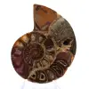 Ammonites de Mahajanga: Dualidad y tradición - 1