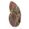 Ammonites de Mahajanga: Dualidad y tradición - 2