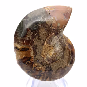 Ammonites de Mahajanga: Dualidad y tradición