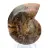 Ammonites de Mahajanga: Dualidad y tradición
