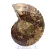 Amonites fosilizados: ejemplar mineral de Madagascar - 0