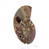 Amonites fosilizados: ejemplar mineral de Madagascar - 2