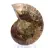 Amonites fosilizados: ejemplar mineral de Madagascar