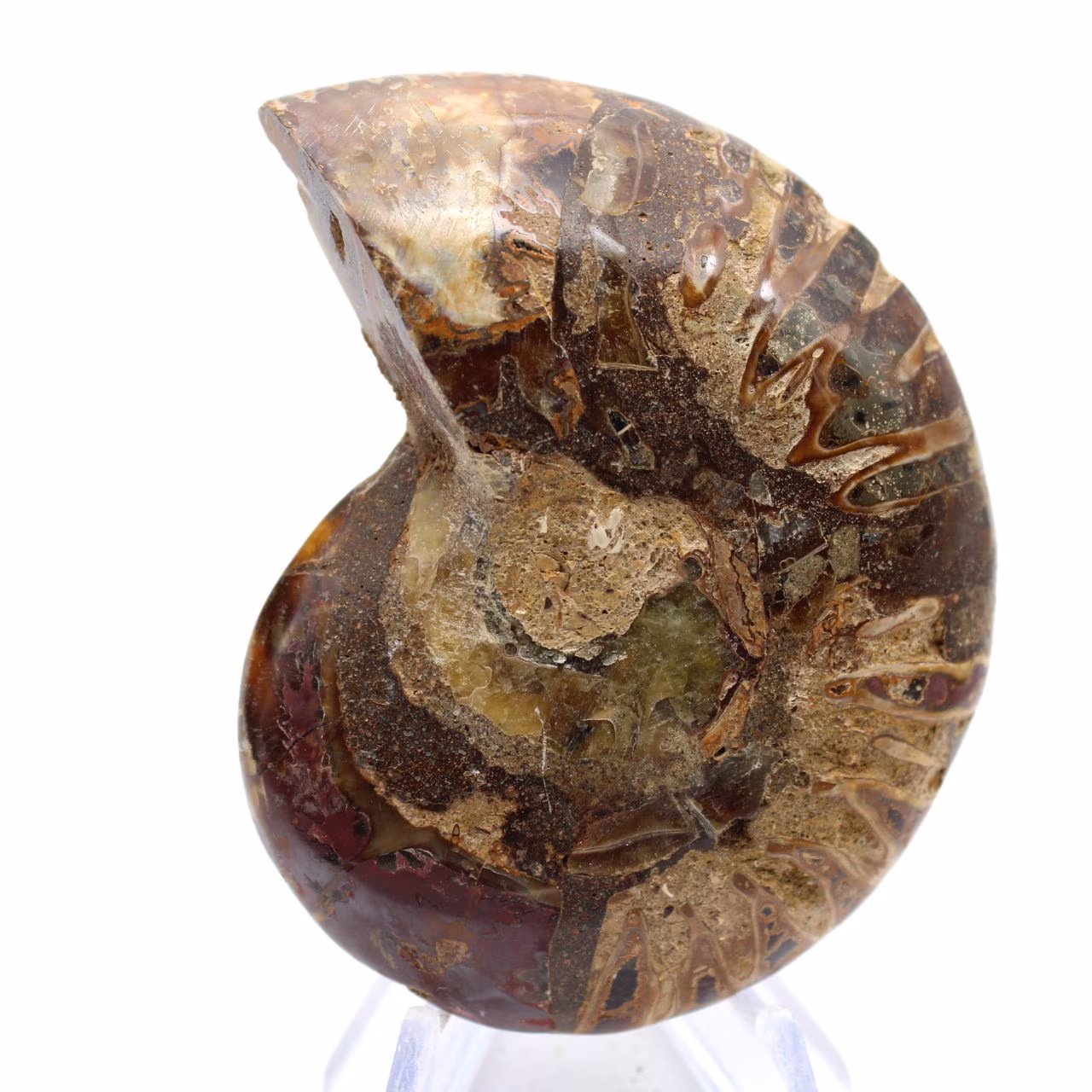 Amonites fosilizados: ejemplar mineral de Madagascar